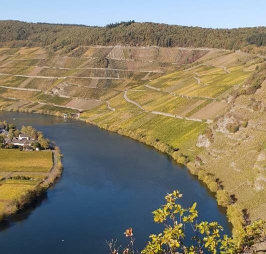 Weingut Johanneshof مينهايم المظهر الخارجي الصورة